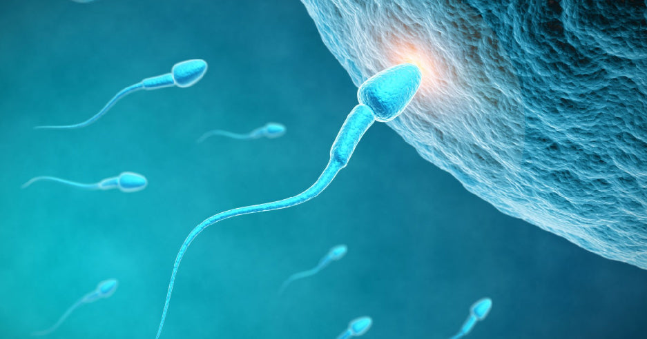 Enhancing Male Fertility: The Power of Multivitamins & Supplements for Men
